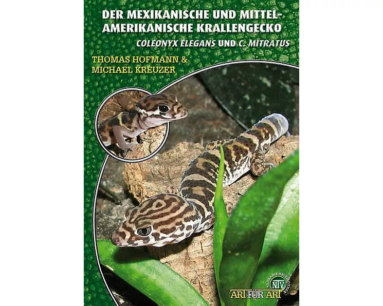 Der mexikanische und mittelamerikanische Krallengecko