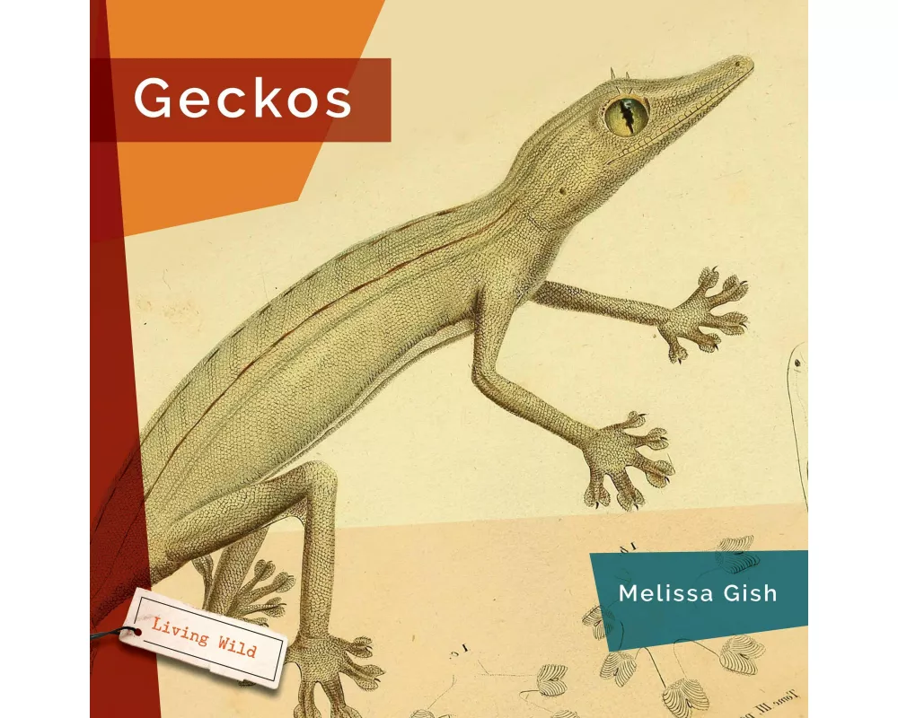 Geckos