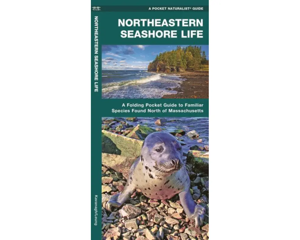 Northeastern Seashore Life