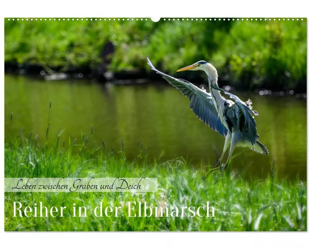 Reiher in der Elbmarsch (Wandkalender 2027 DIN A2 quer), CALVENDO Monatskalender