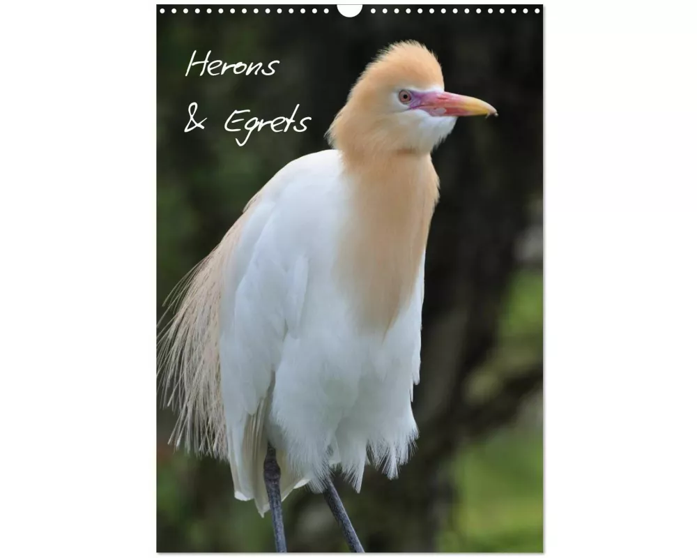 Herons & Egrets (Wall Calendar 2027 DIN A3 portrait), CALVENDO 12 Month Wall Calendar
