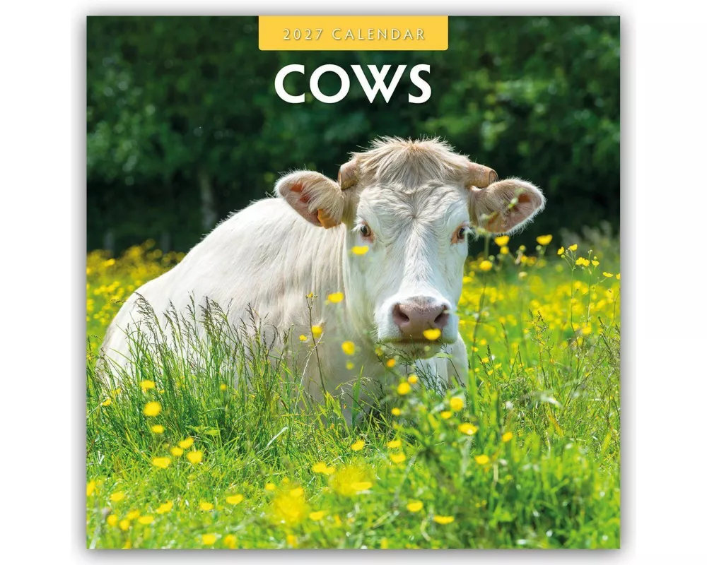 Cows - Kühe 2027 - 16-Monatskalender