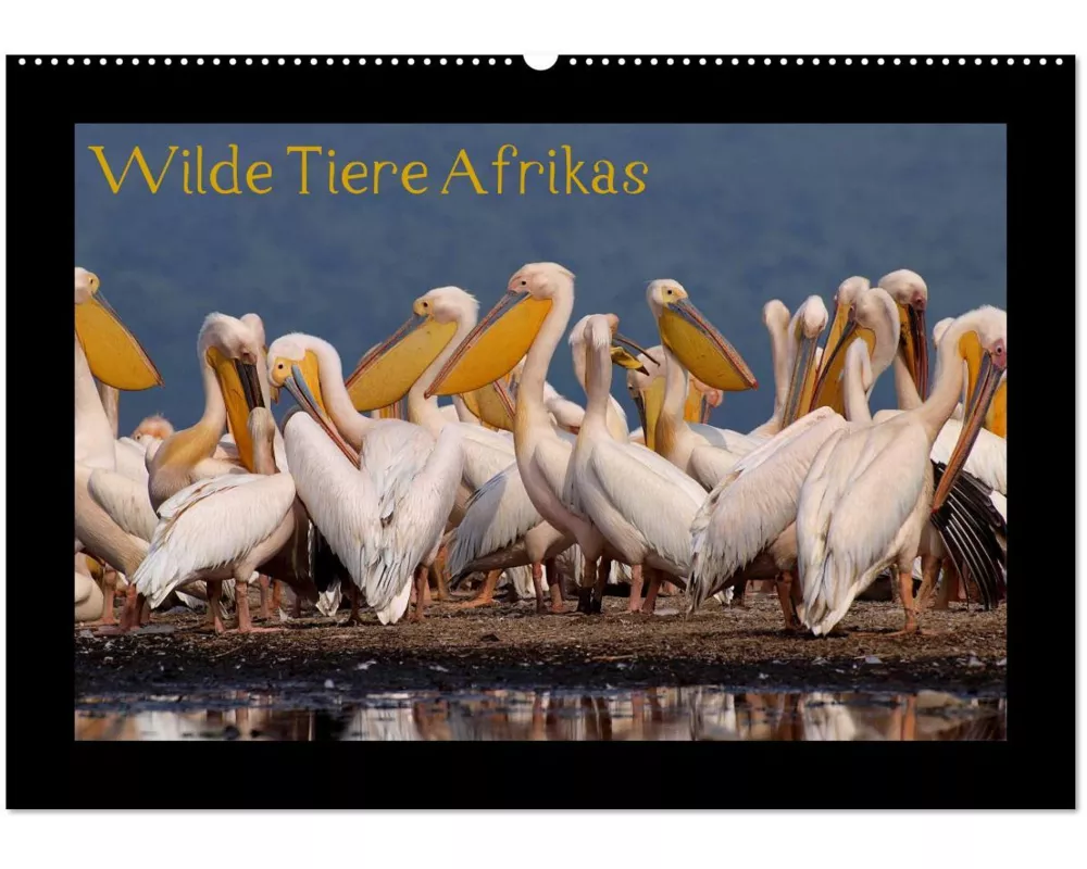 Wilde Tiere Afrikas (Wandkalender 2026 DIN A2 quer), CALVENDO Monatskalender