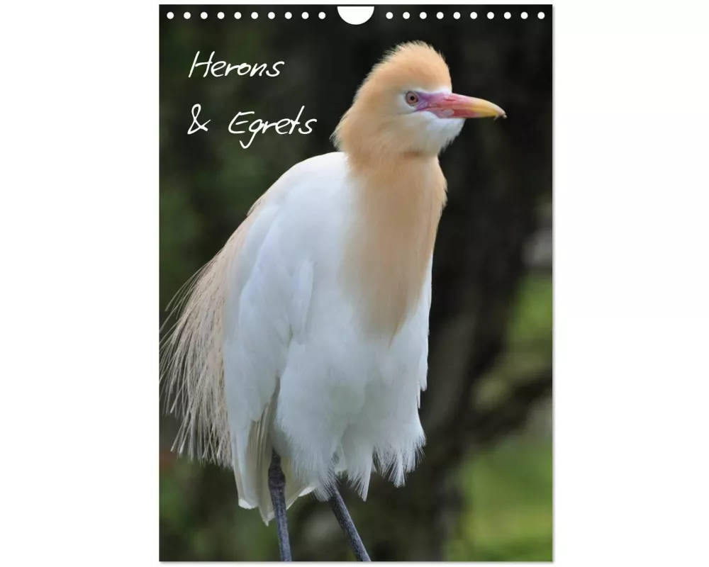 Herons & Egrets (Wall Calendar 2027 DIN A4 portrait), CALVENDO 12 Month Wall Calendar