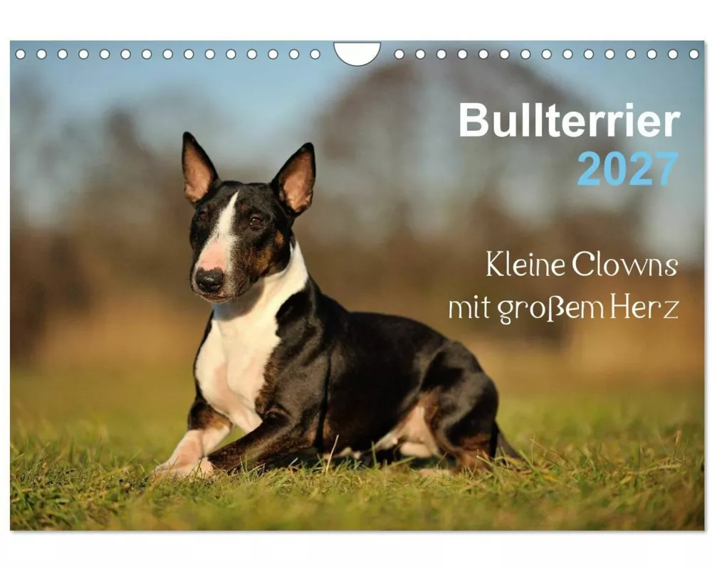 Bullterrier 2027 - Kleine Clowns mit großem Herz (Wandkalender 2027 DIN A4 quer), CALVENDO Monatskalender