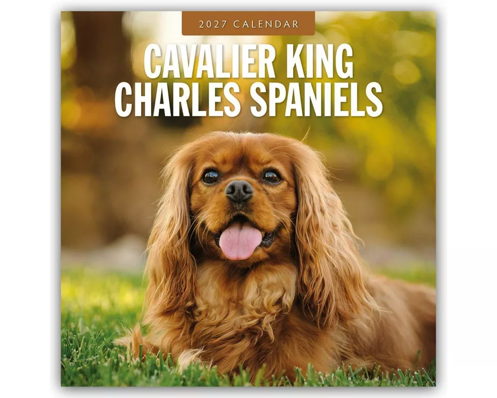 Cavalier King Charles Spaniels - Cavalier King Charles Spaniel 2027 - 16-Monatskalender