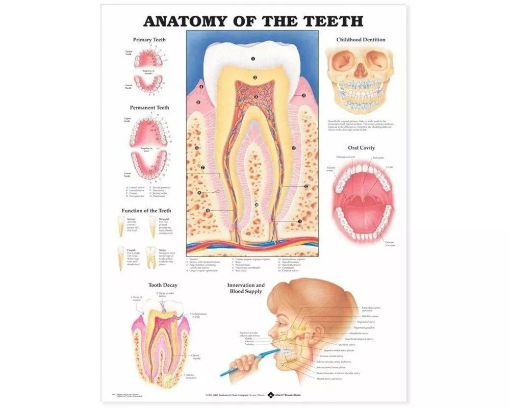 Anatomy of the Teeth Anatomical Chart