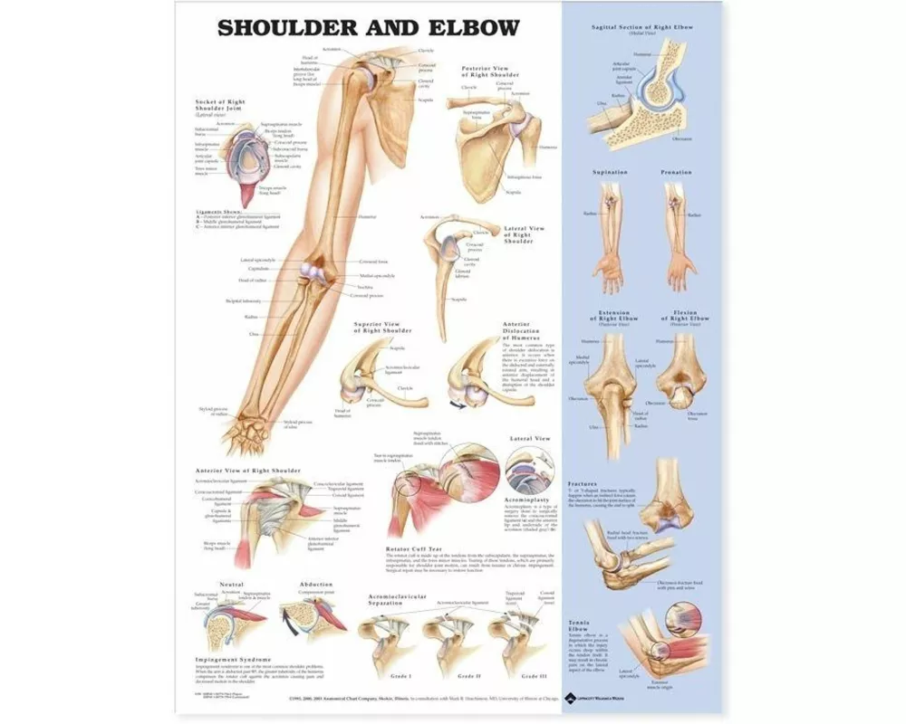 Shoulder and Elbow Anatomical Chart