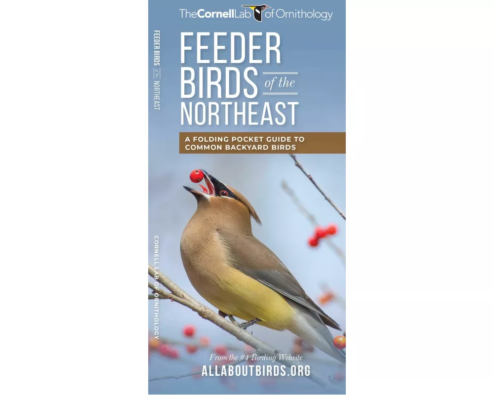 Feeder Birds of the Northeast