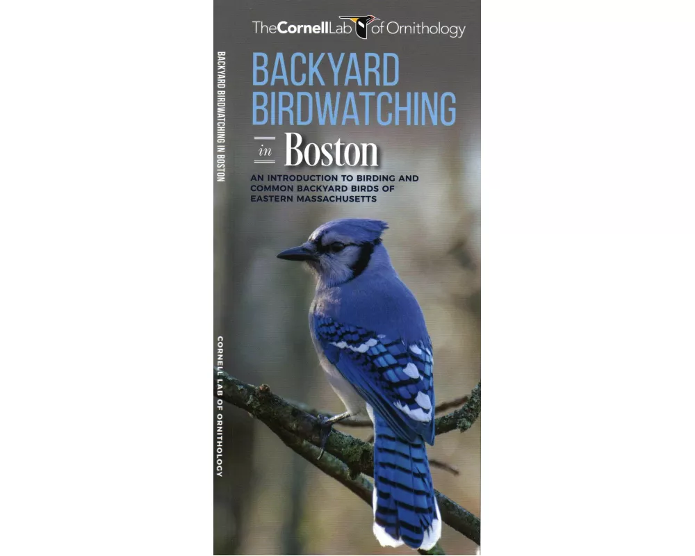 Backyard Birdwatching in Boston