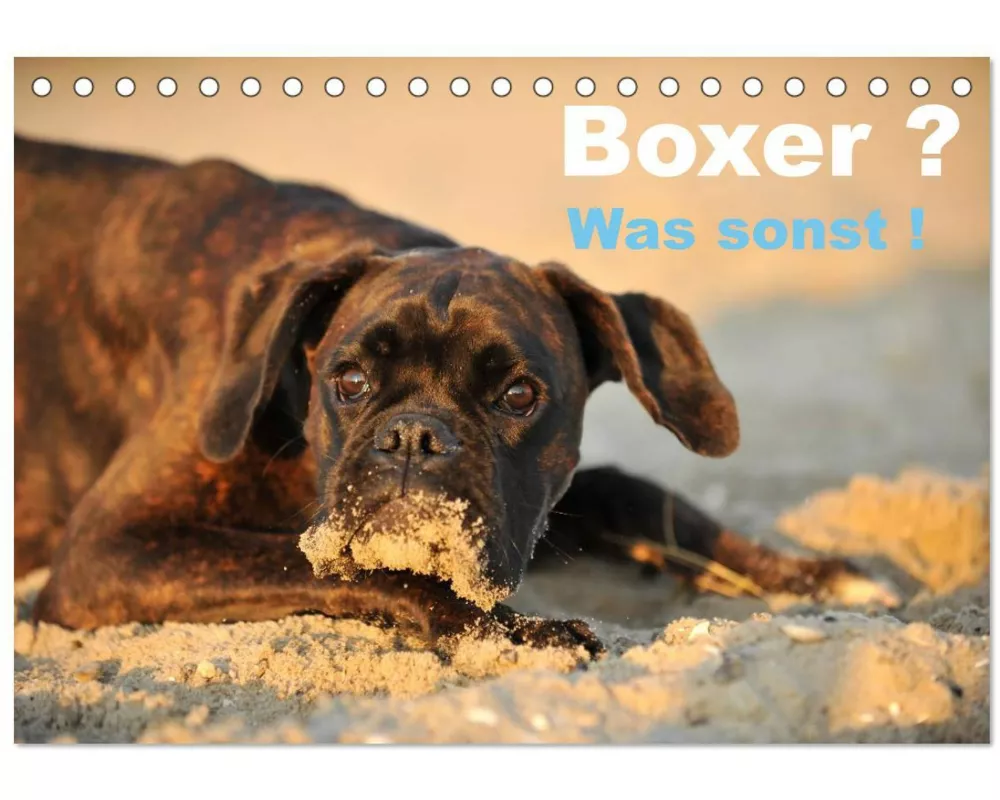 Boxer ? Was sonst ! (Tischkalender 2026 DIN A5 quer), CALVENDO Monatskalender