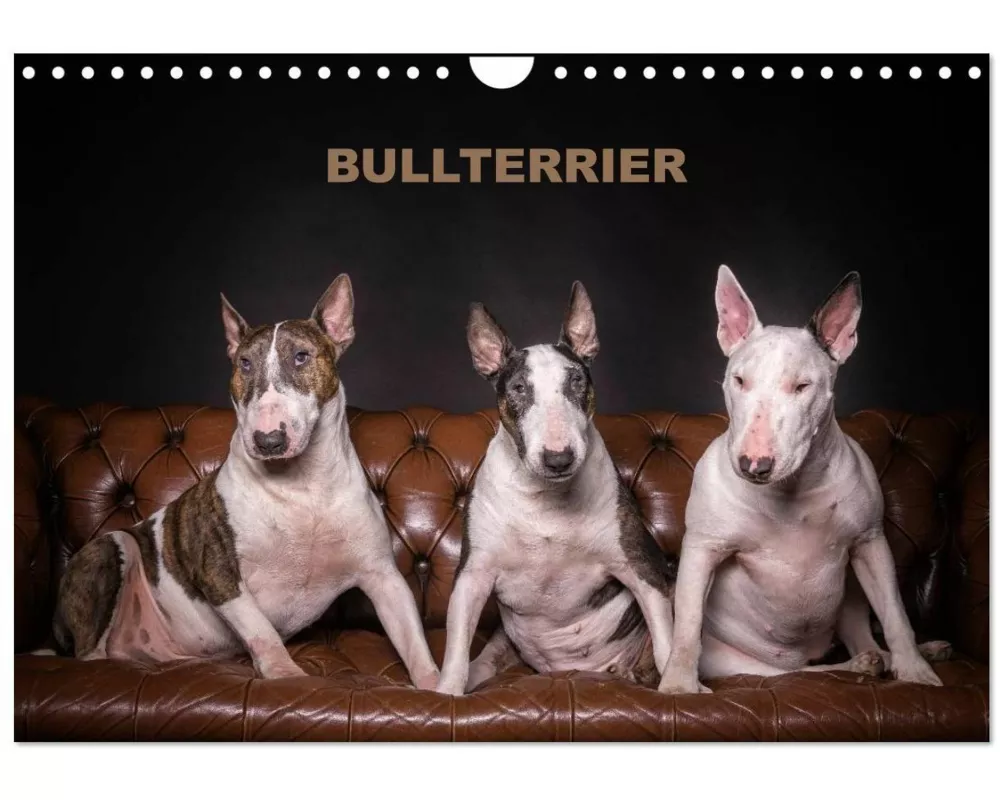 Bullterrier (Wandkalender 2027 DIN A4 quer), CALVENDO Monatskalender