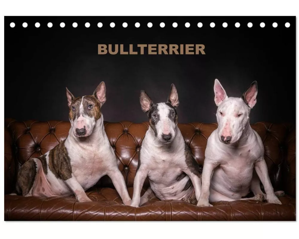 Bullterrier (Tischkalender 2027 DIN A5 quer), CALVENDO Monatskalender