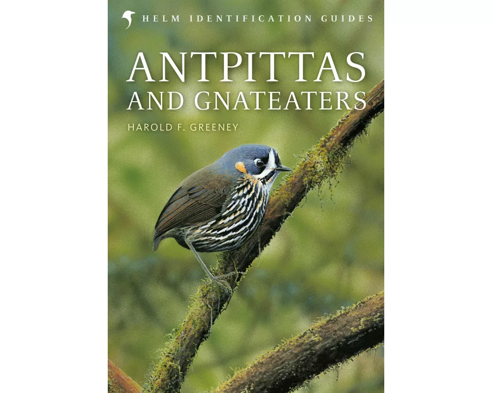 Antpittas and Gnateaters