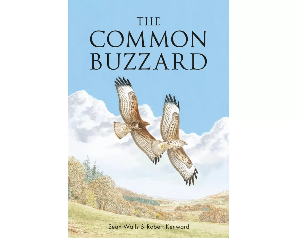 The Common Buzzard