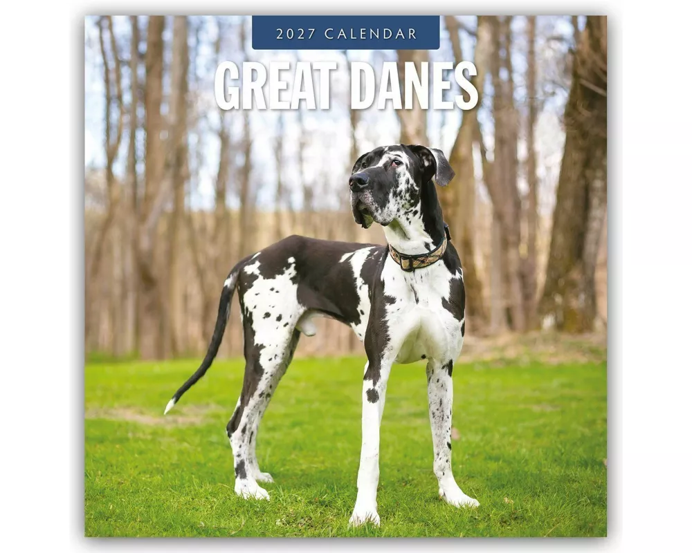 Great Danes - Deutsche Dogge 2027 - 16-Monatskalender