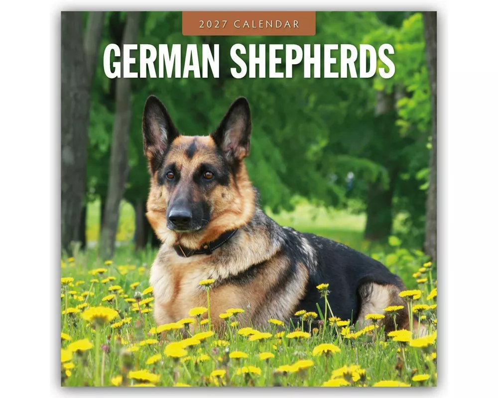German Shepherds - Deutscher Schäferhund 2027 - 16-Monatskalender