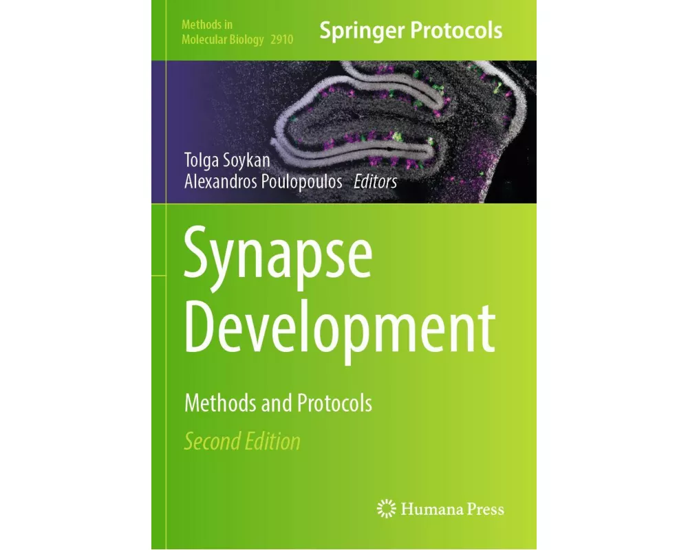 Synapse Development