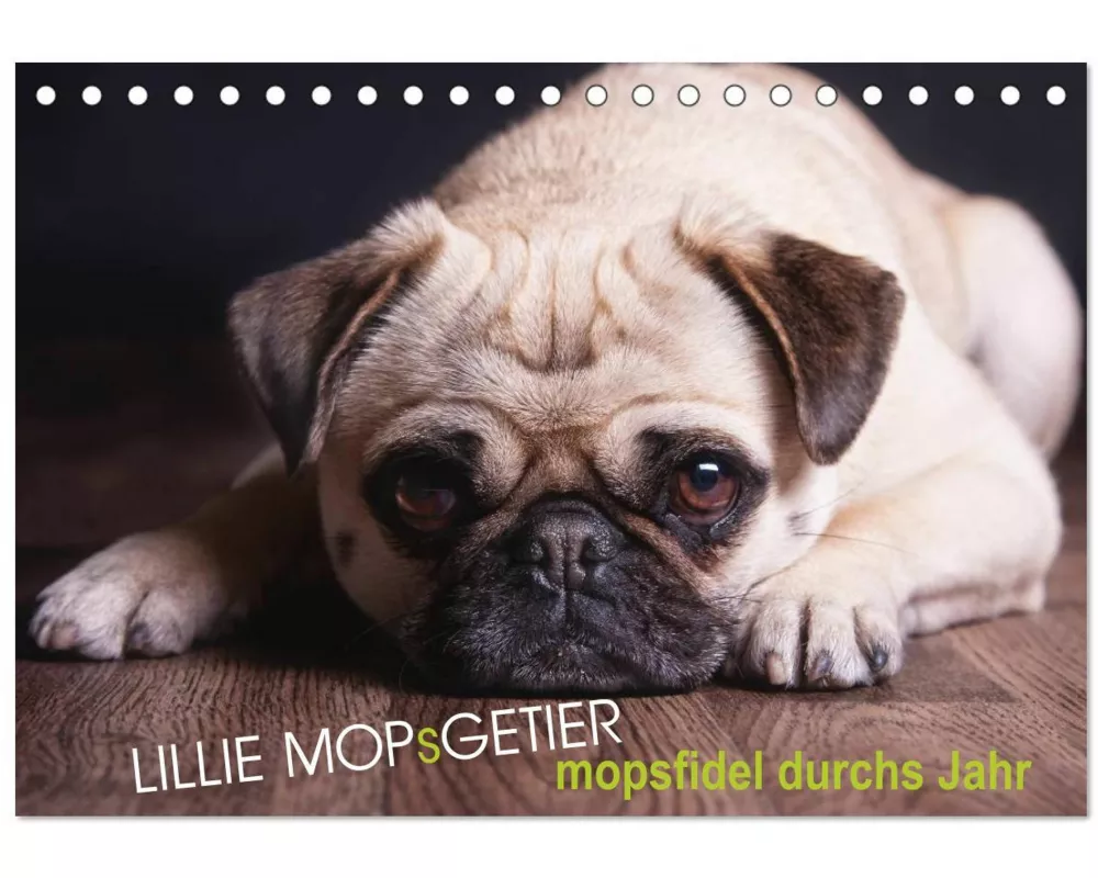 Lillie Mopsgetier - mopsfidel durchs Jahr (Tischkalender 2026 DIN A5 quer), CALVENDO Monatskalender