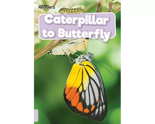 Caterpillar to Butterfly