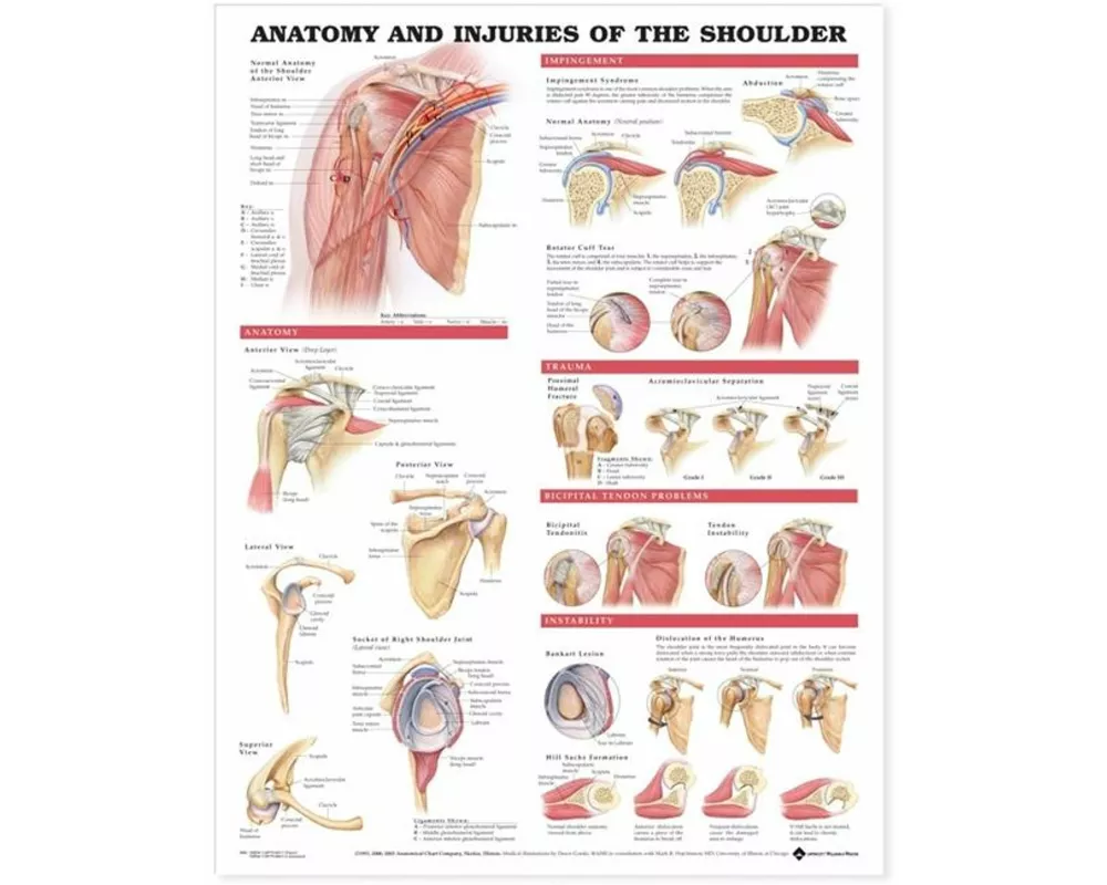 Anatomy and Injuries of the Shoulder Anatomical Chart