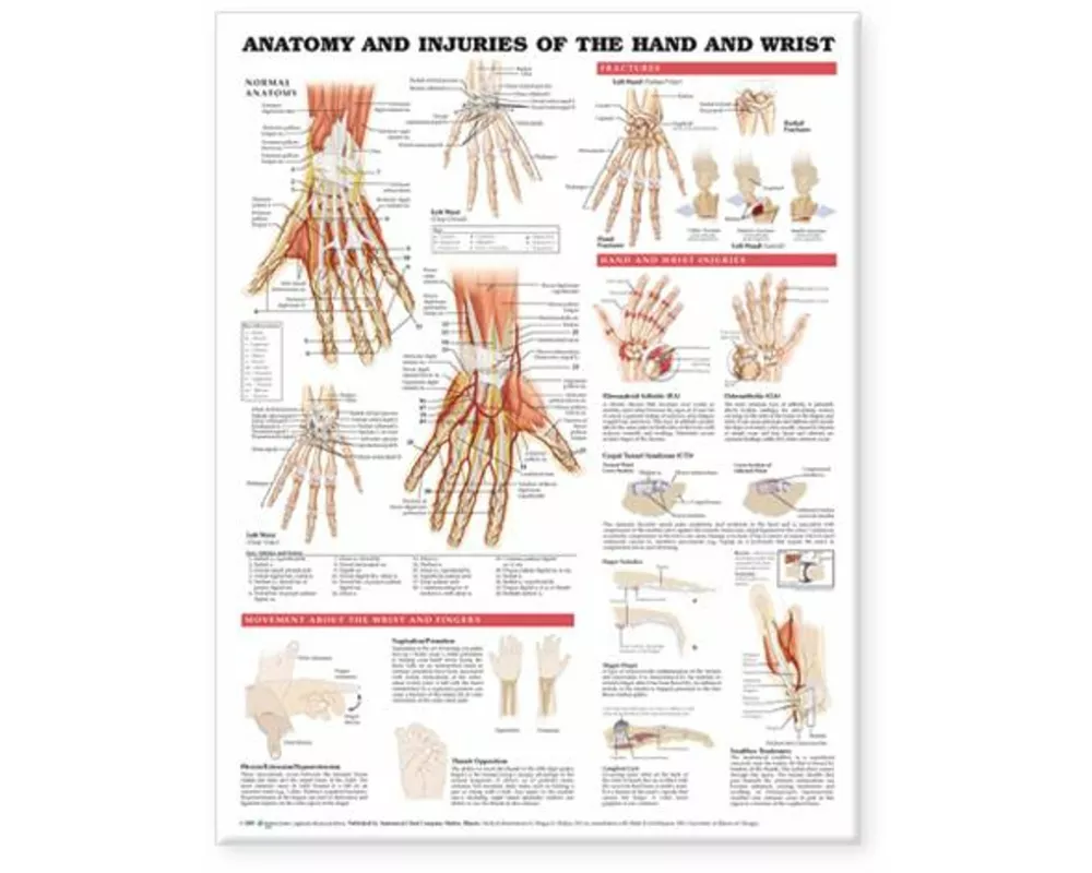 Anatomy and Injuries of the Hand and Wrist Anatomical Chart