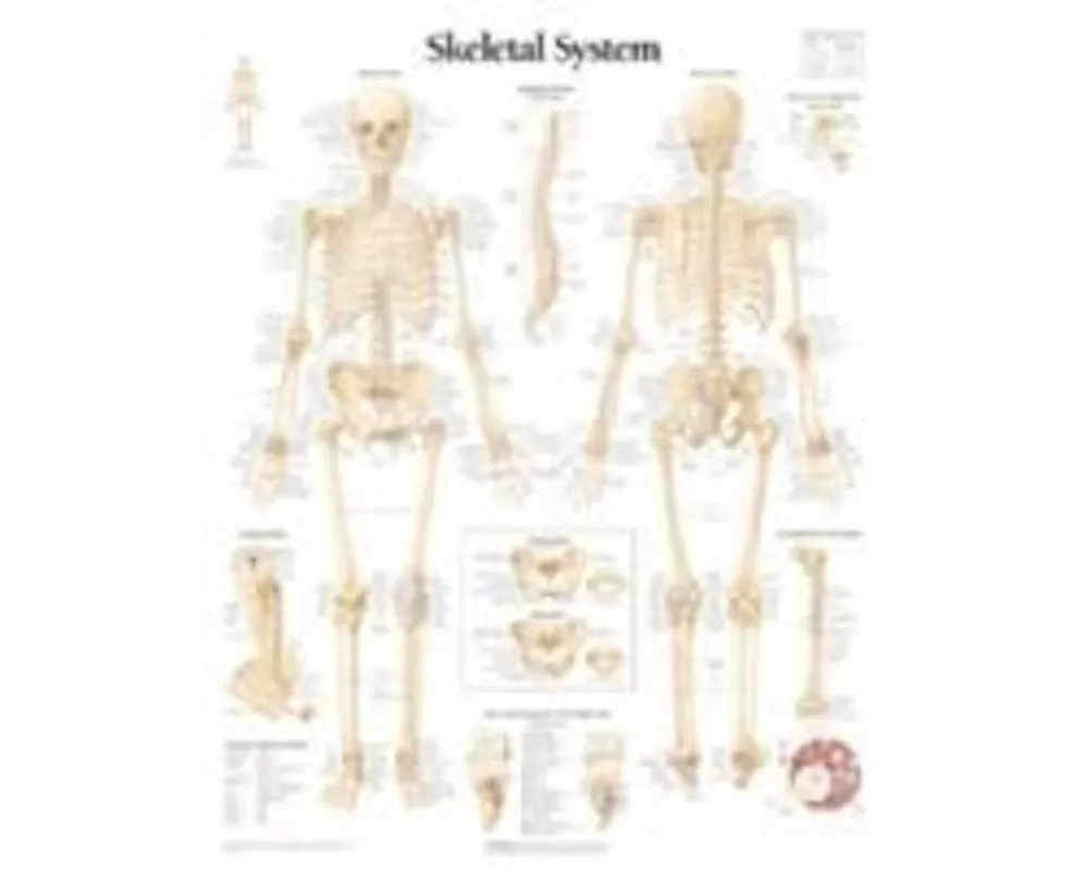 Skeletal System Paper Poster