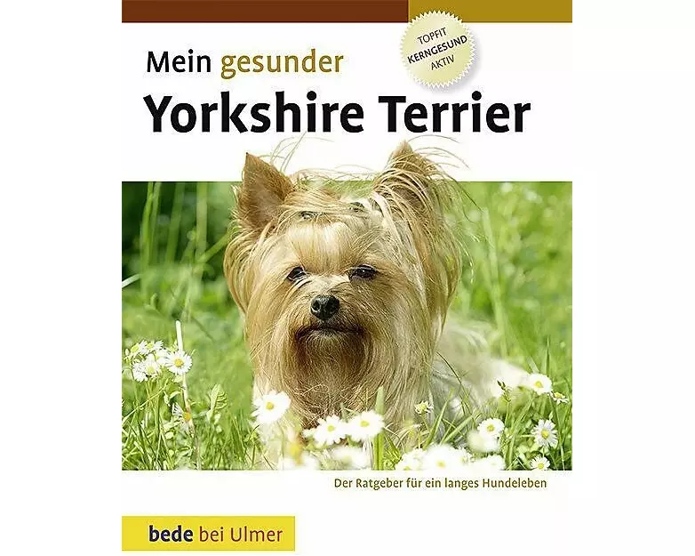 Mein gesunder Yorkshire Terrier