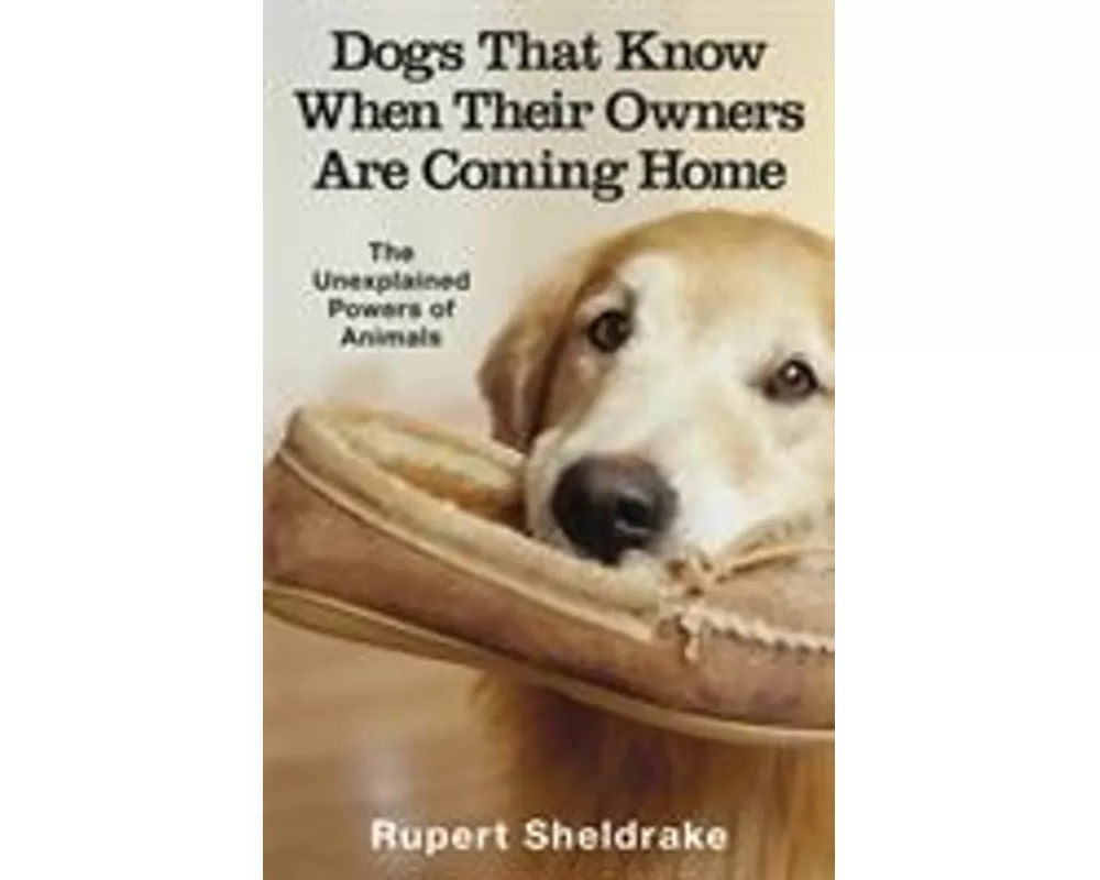 Dogs That Know When Their Owners Are Coming Home