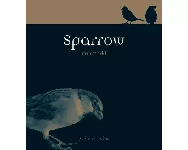 Sparrow