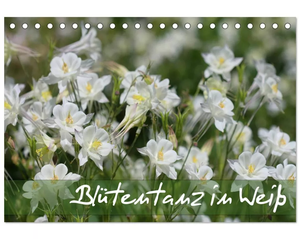 Blütentanz in Weiß (Tischkalender 2025 DIN A5 quer), CALVENDO Monatskalender