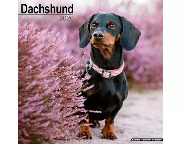 Dachshund Calendar 2026 Square Dog Breed Wall Calendar - 16 Month