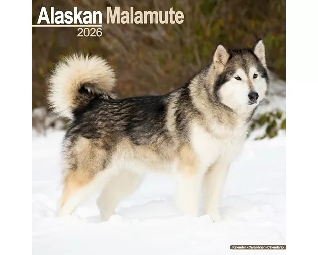 Alaskan Malamute Calendar 2026 Square Dog Breed Wall Calendar - 16 Month