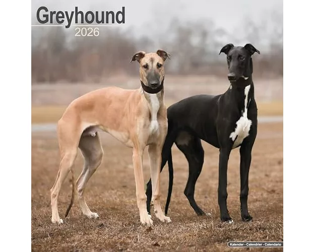 Greyhound Calendar 2026 Square Dog Breed Wall Calendar - 16 Month