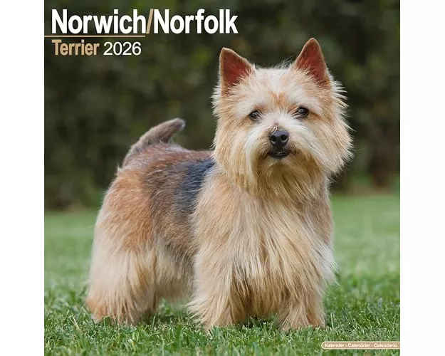 Norwich/Norfolk Terrier Calendar 2026 Square Dog Breed Wall Calendar - 16 Month
