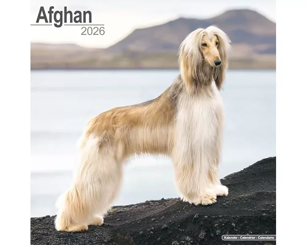 Afghan Calendar 2026 Square Dog Breed Wall Calendar - 16 Month
