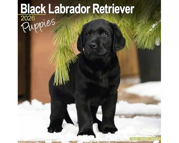 Black Labrador Puppies Calendar 2026 Square Dog Puppy Breed Wall Calendar - 16 Month