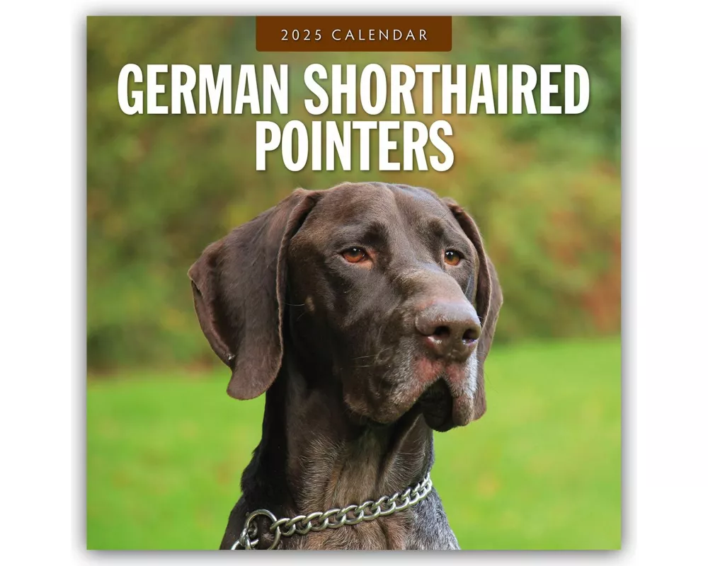 German Shorthaired Pointers 2025 Square Wall Calendar