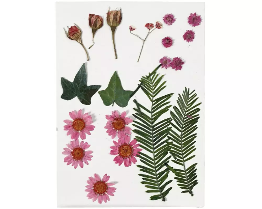 Creativ Company Streudeko Gepresste Blüten und Blätter, Rot, 19 sort.