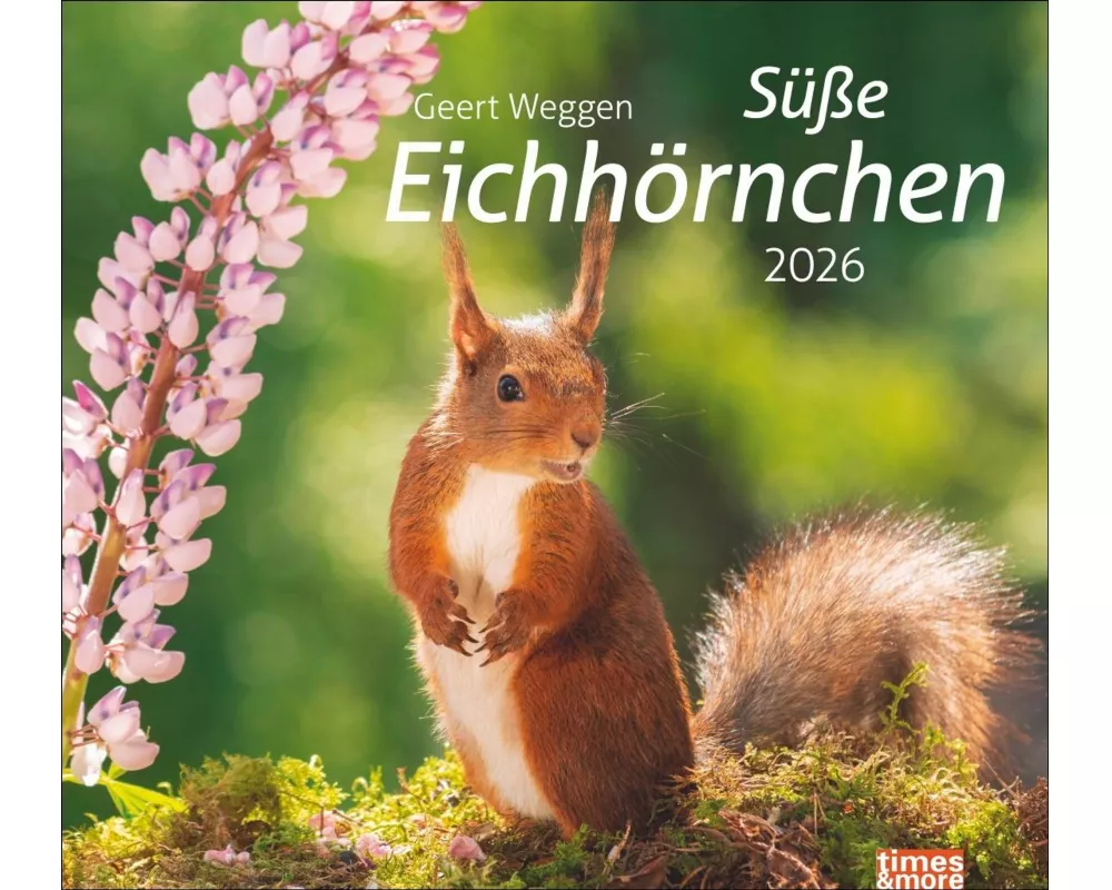 times&more Eichhörnchen Bildkalender 2026