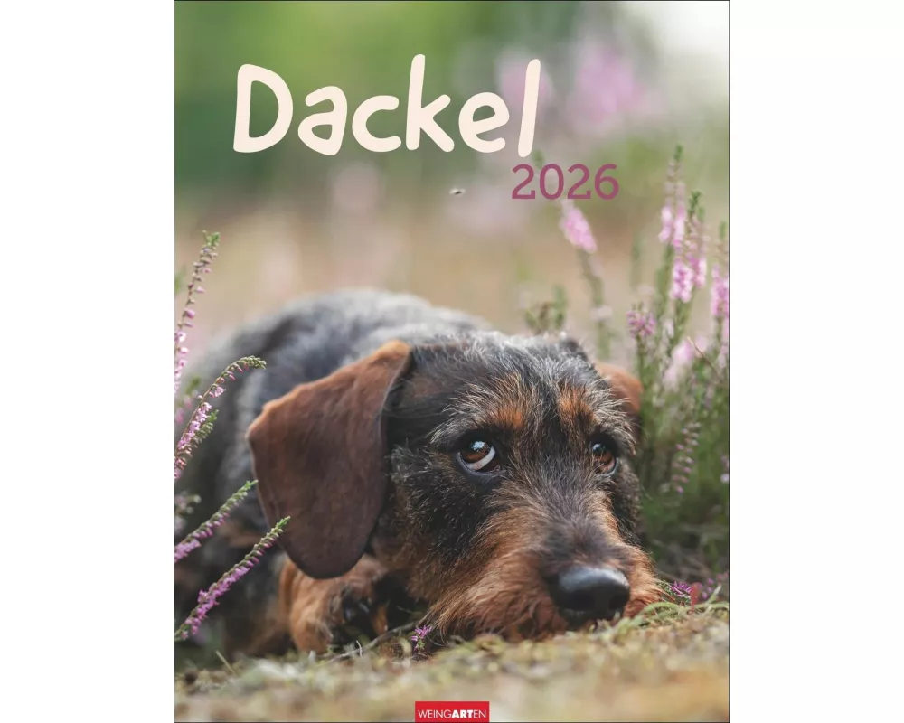 Dackel Kalender 2026