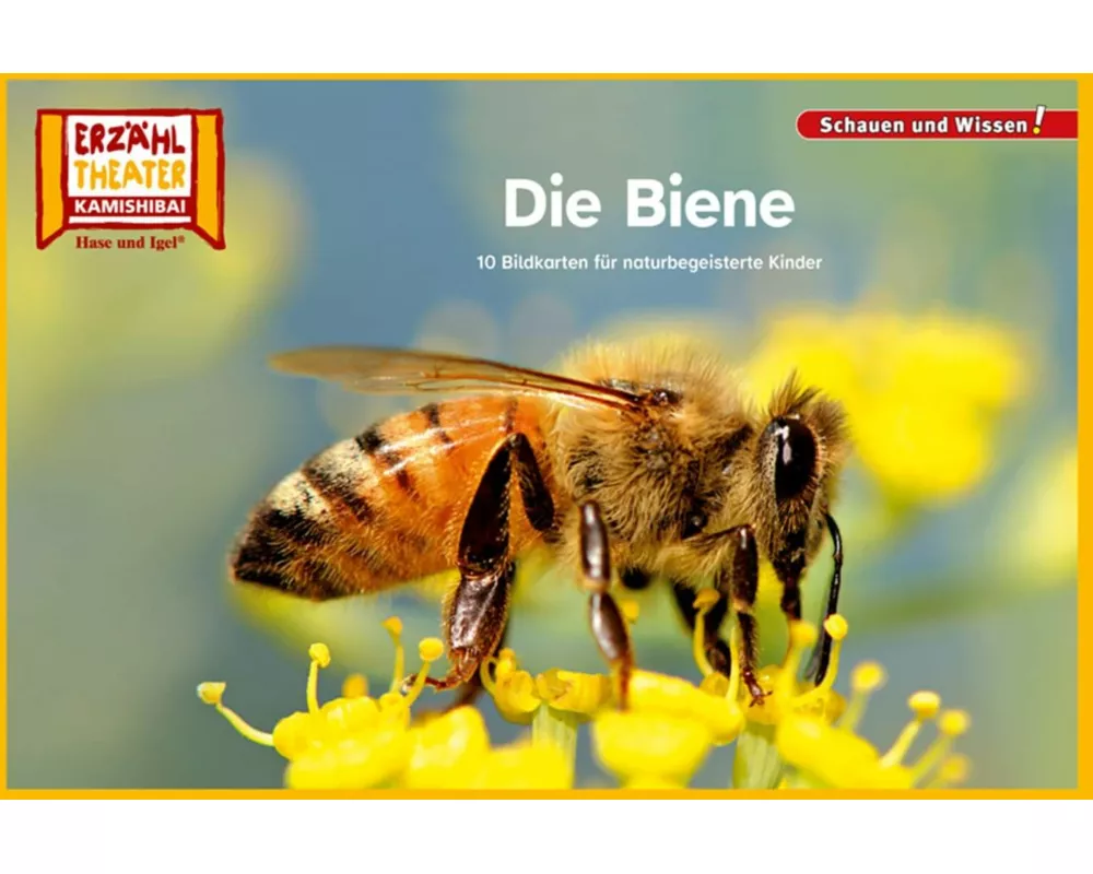 Die Biene / Kamishibai Bildkarten