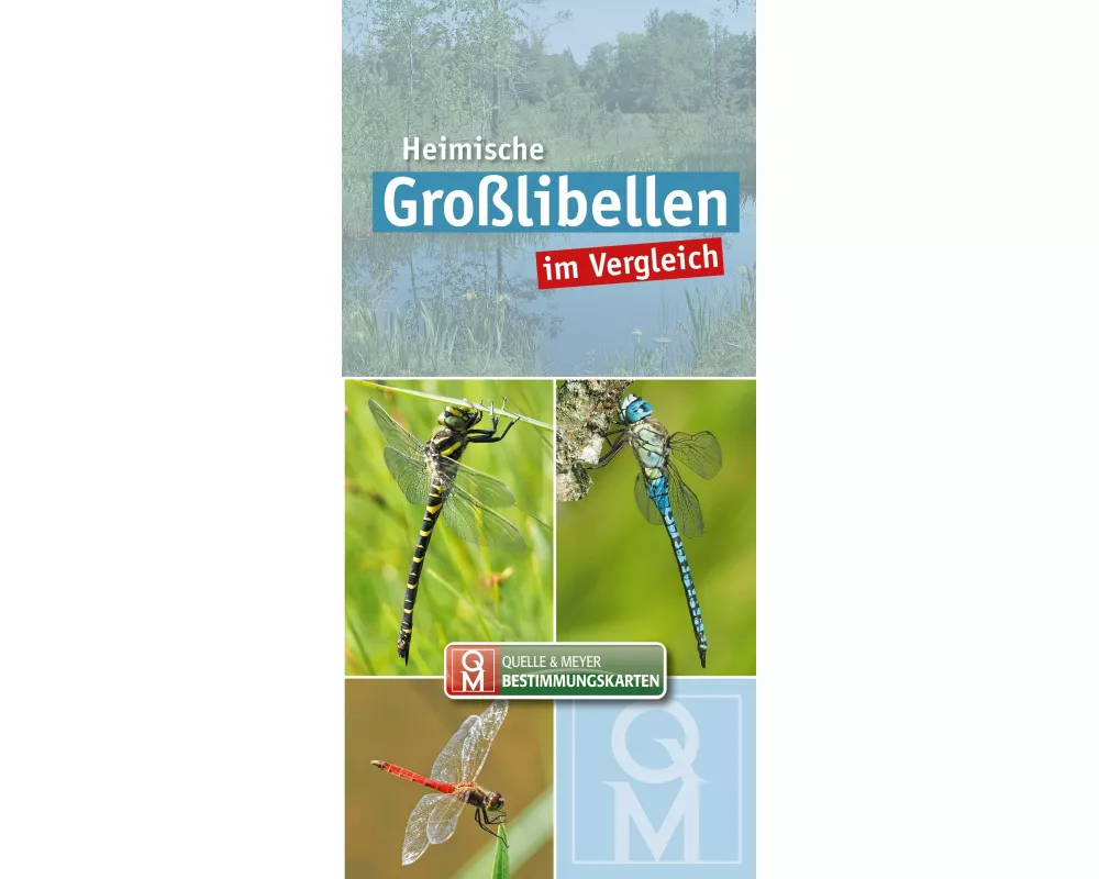 Heimische Großlibellen im Vergleich. 10er-Set