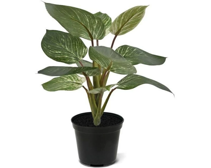 Botanic-Haus Kunstpflanze Philodendron Birkin 30 cm