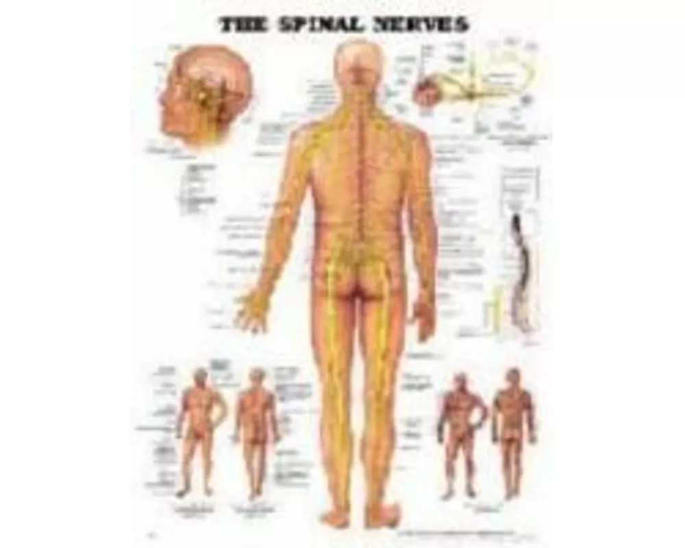 The Spinal Nerves Anatomical Chart