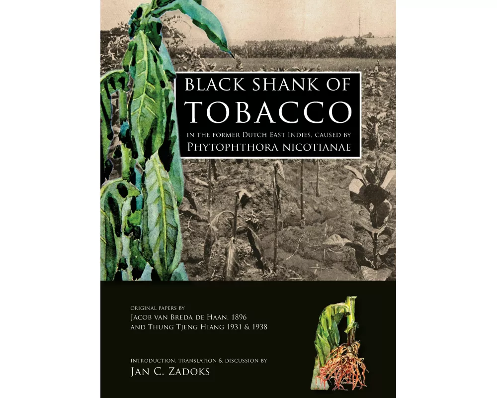 Black shank of tobacco in the former Dutch East Indies, caused by Phytophthora nicotianae