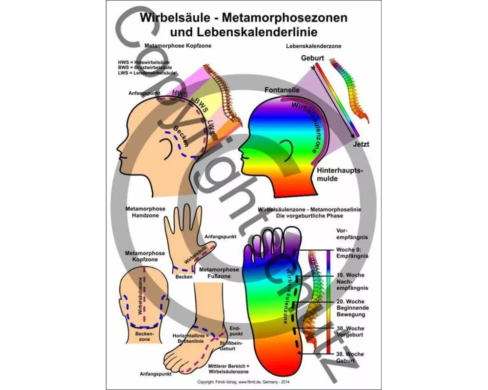 Wirbelsäule - Metamorphosezonen