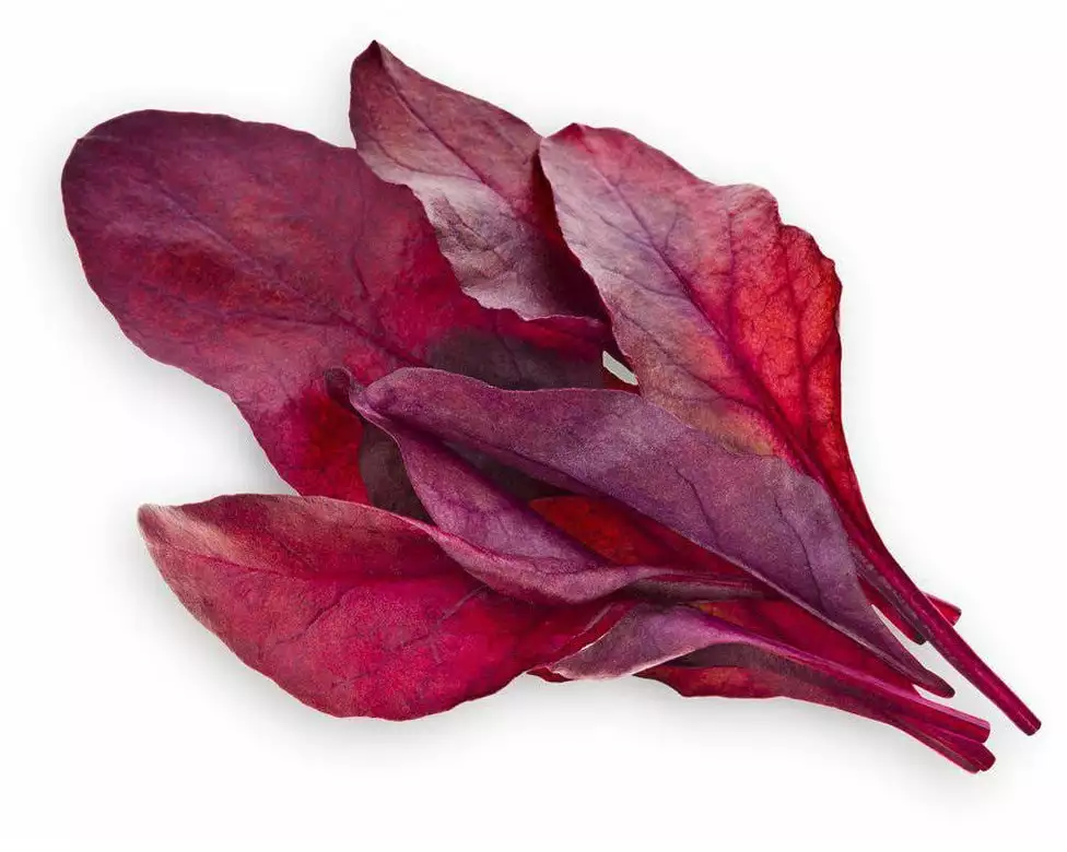 Click and Grow Samen Roter Mangold