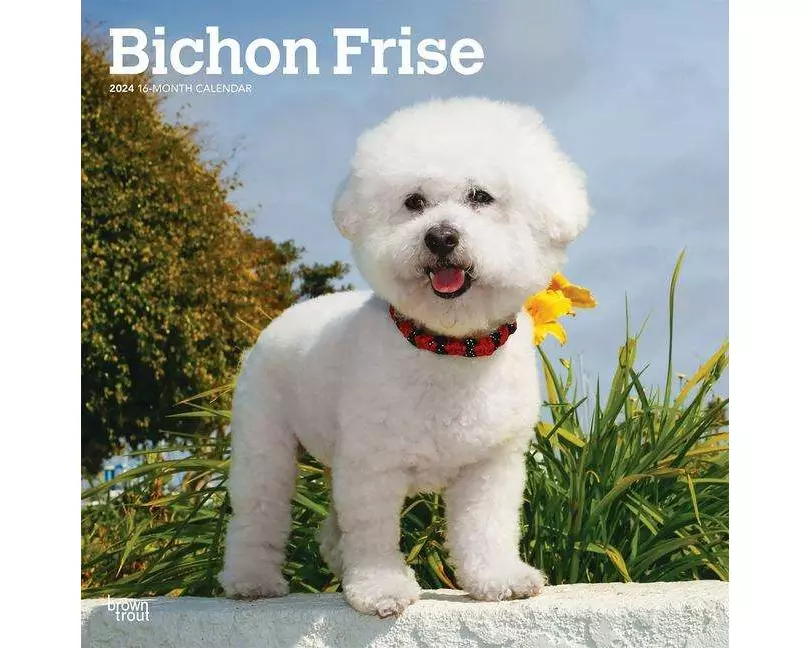 Bichon Frise 2024 Square
