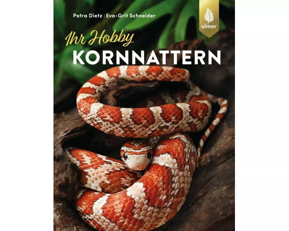Kornnattern